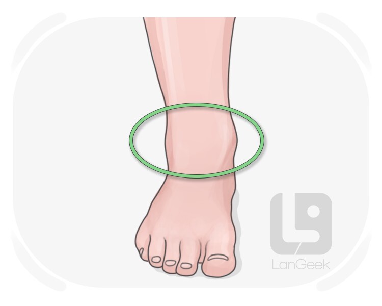 ankle definition and meaning