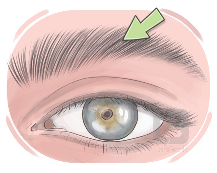 supercilium definition and meaning