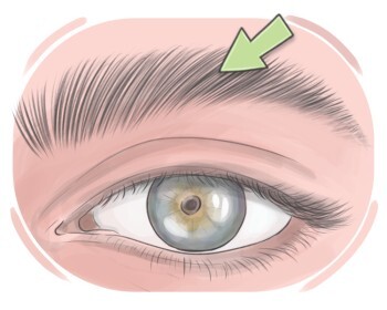 eyebrow