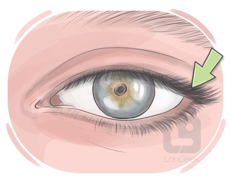 cilium definition and meaning