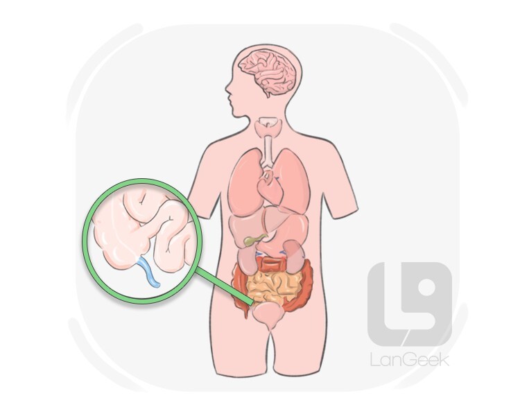 vermiform process definition and meaning