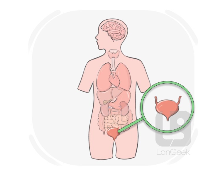 urinary bladder definition and meaning