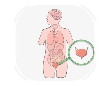bladder