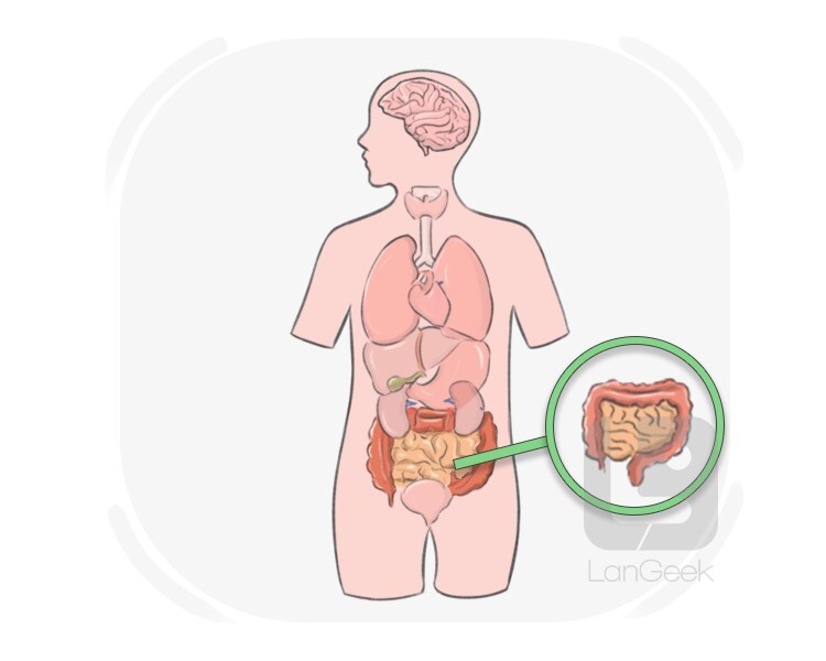 intestinal definition and meaning