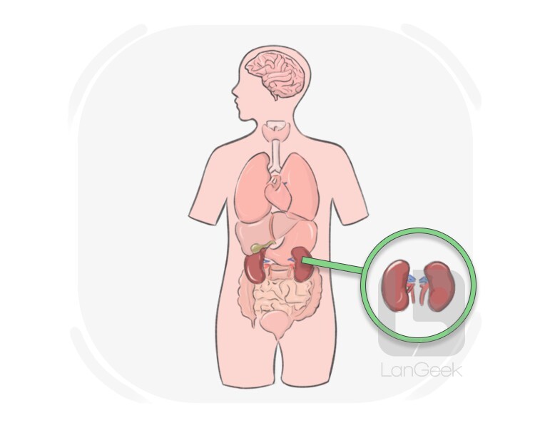 kidney definition and meaning