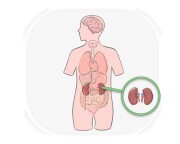 kidney