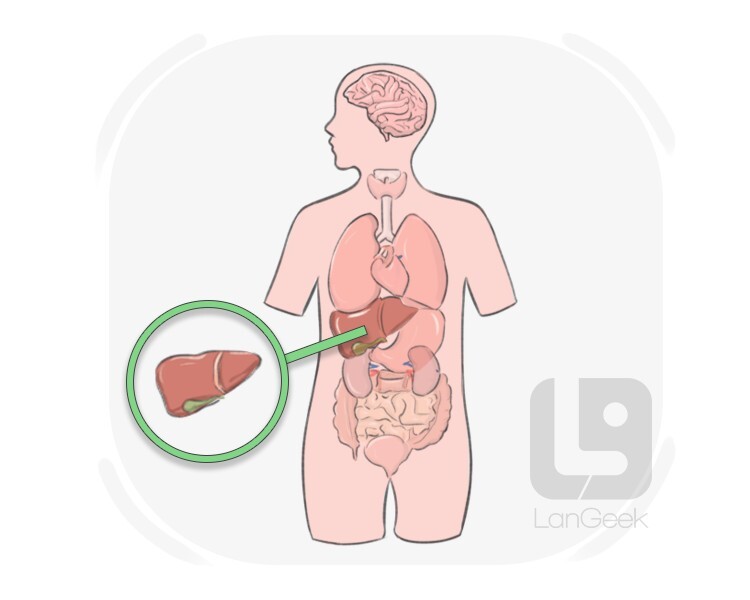 liver definition and meaning