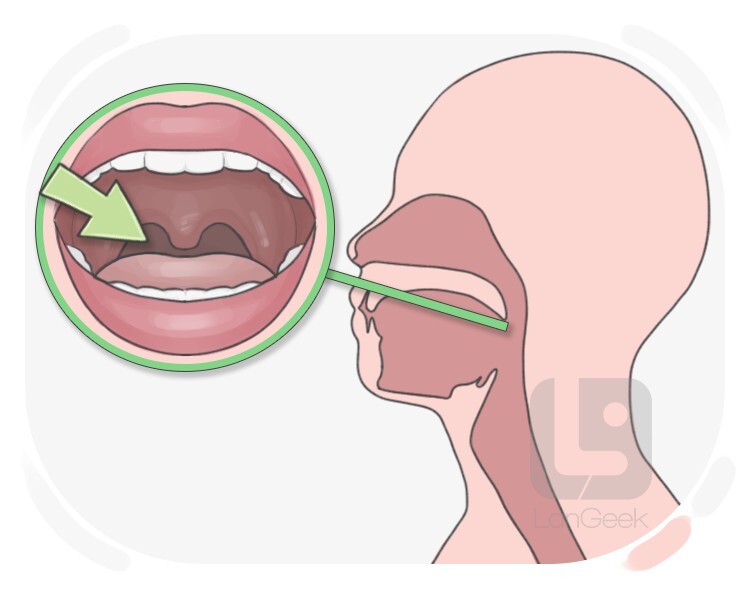 throat definition and meaning