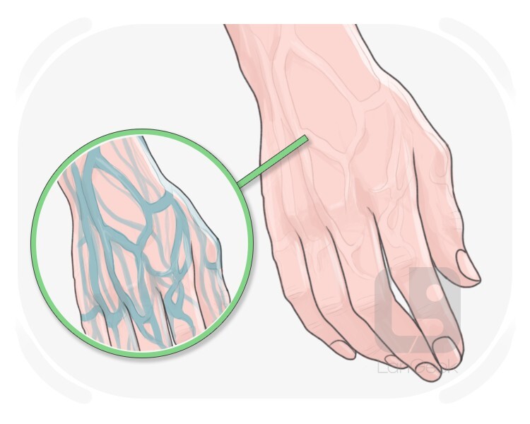 artery definition and meaning