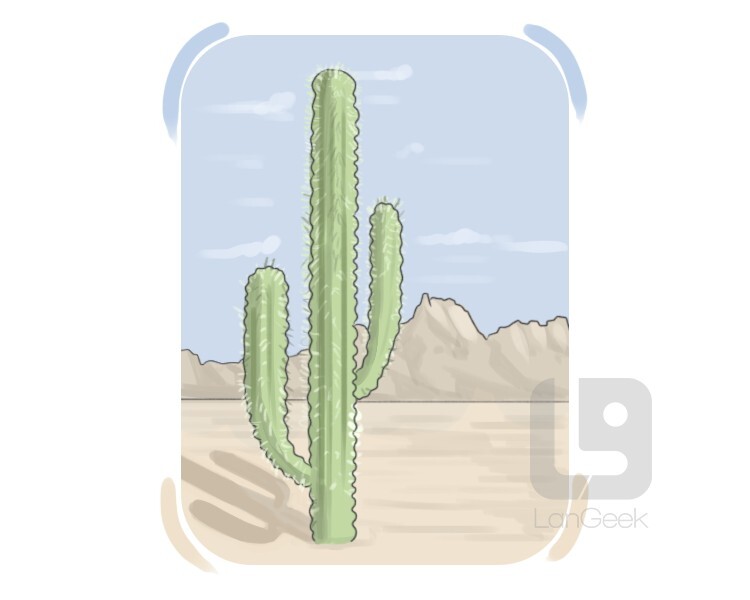 cactus definition and meaning