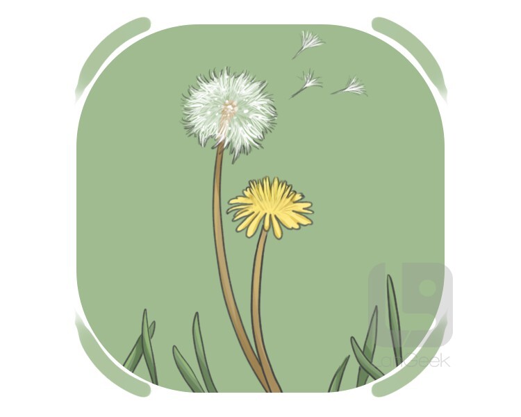 dandelion definition and meaning