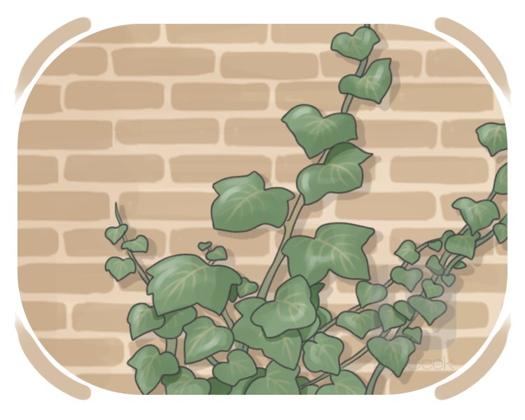 ivy definition and meaning