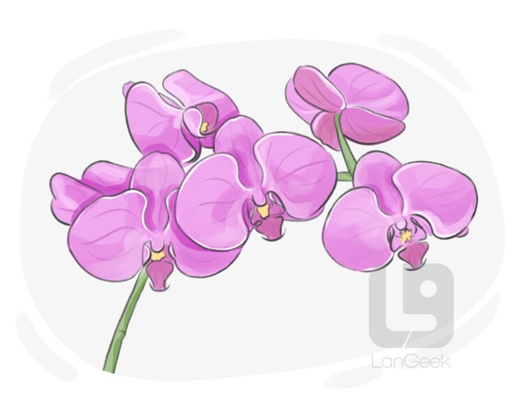 orchid definition and meaning