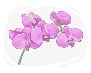 orchid