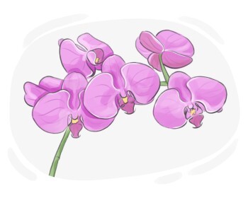 orchid