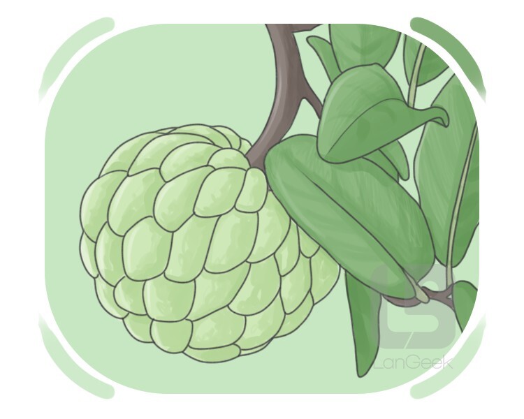 sweetsop definition and meaning