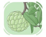 sweetsop