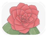 camellia
