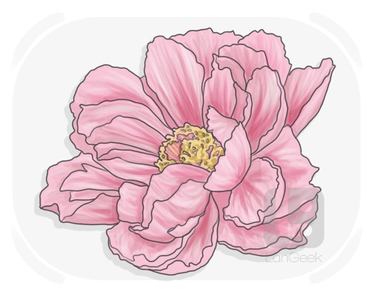 peony definition and meaning