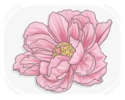 peony