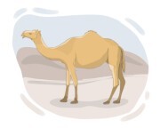 dromedary