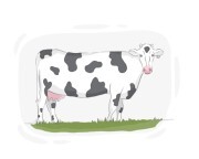 Holstein
