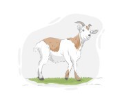 nanny-goat