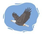 bald eagle