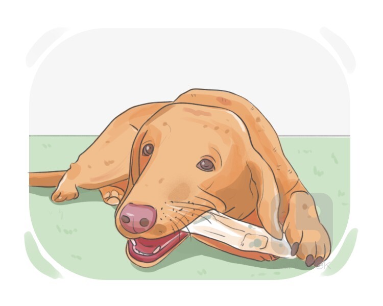 fressen definition and meaning