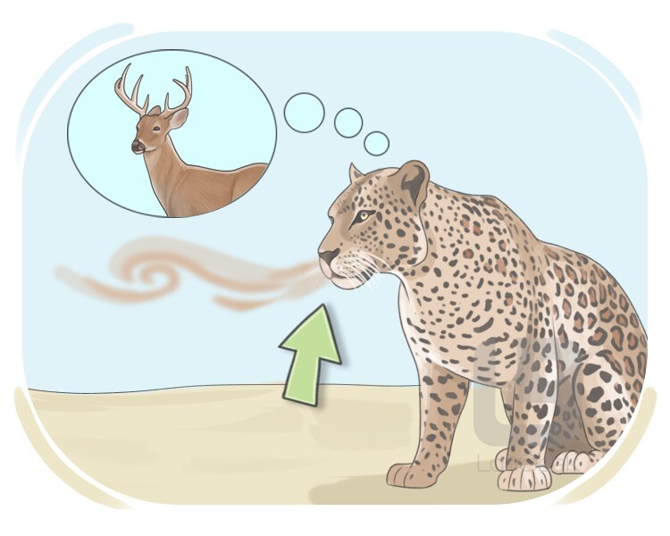 nose definition and meaning