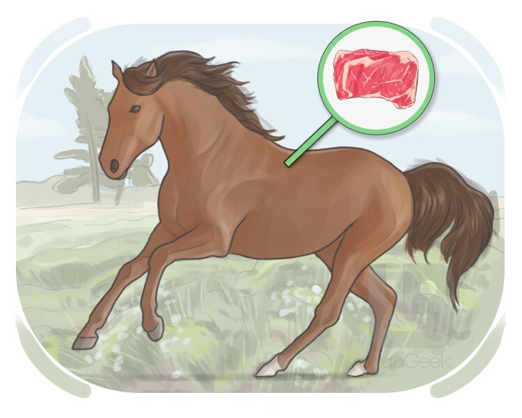 le cheval definition and meaning