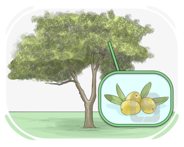 olive tree definition and meaning
