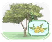 el olivo
