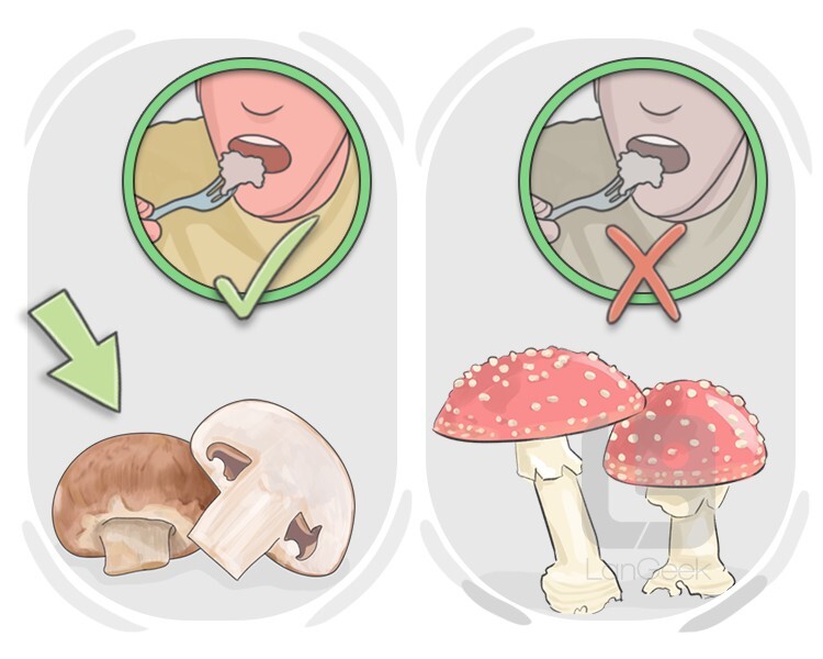 edible definition and meaning