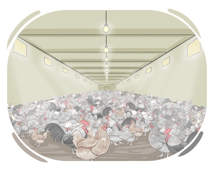 factory farming definition and meaning