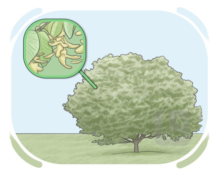hornbeam definition and meaning