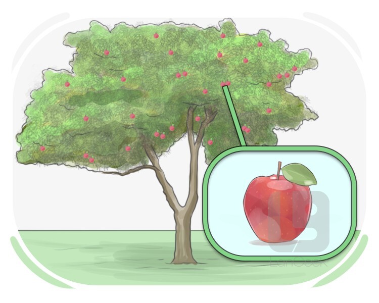 apple tree definition and meaning