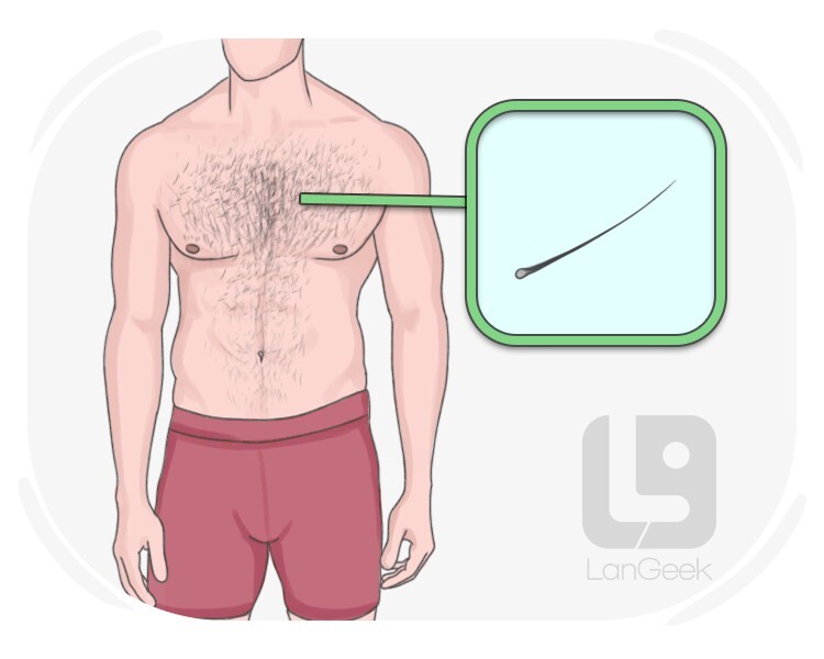 body hair definition and meaning