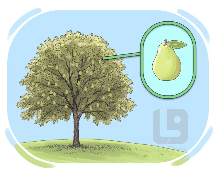 pear tree definition and meaning