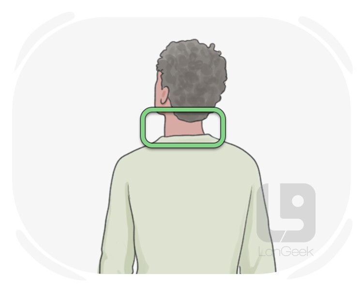 nape definition and meaning