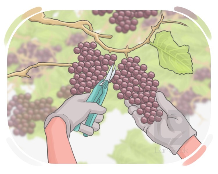 la vendange definition and meaning