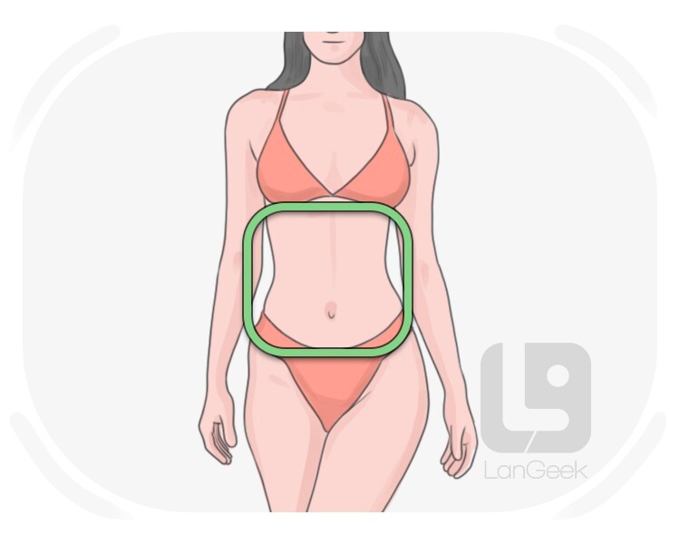 belly definition and meaning