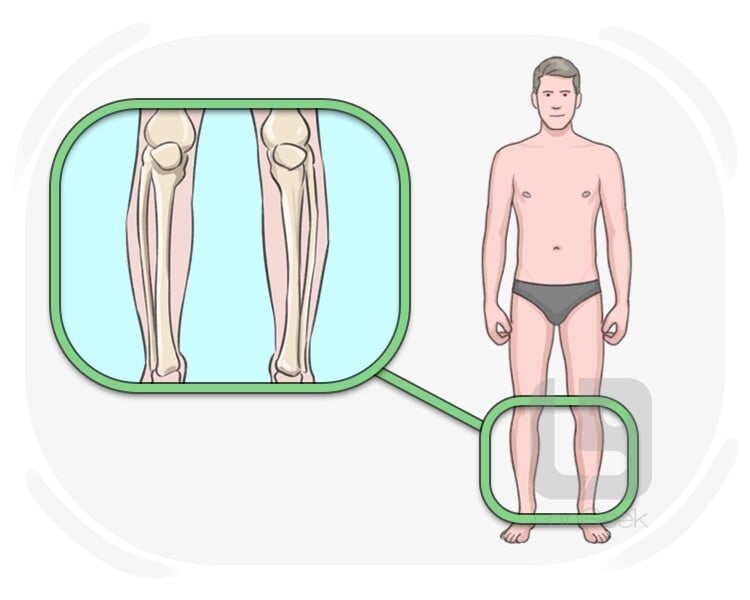shin definition and meaning