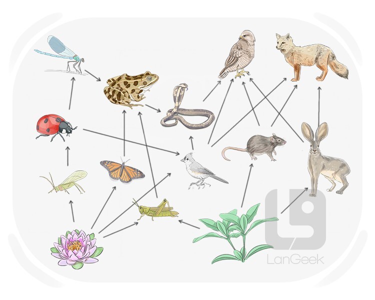 ecology definition and meaning