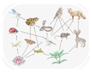 ecology