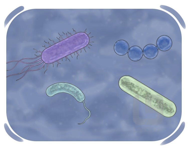 germ definition and meaning