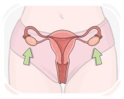 ovary