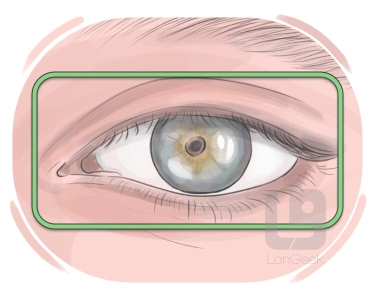 peeper definition and meaning