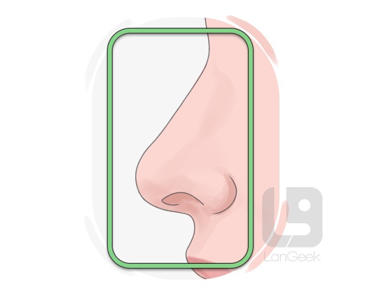 sniffer definition and meaning