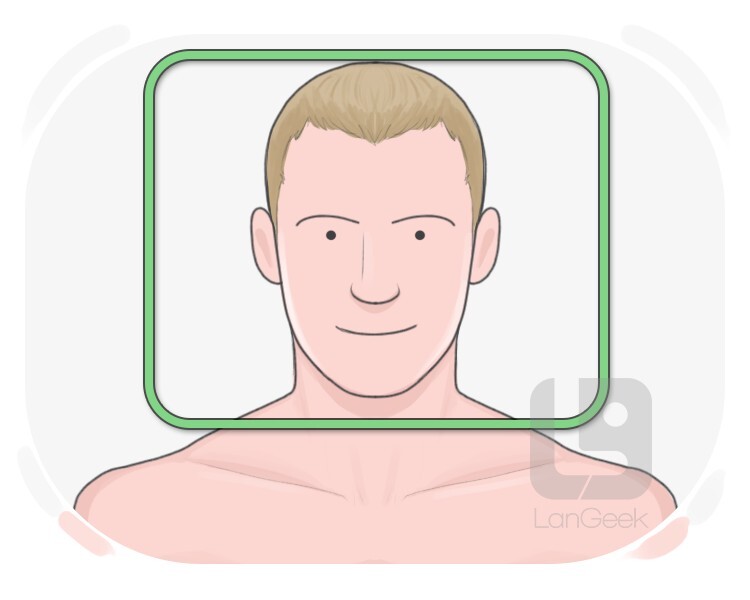 noggin definition and meaning